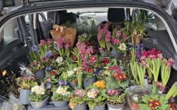 20250212_Re-plantes.fr_Coffre-rempli-de-fleurs
