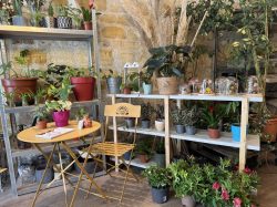 Re-Plantes - Magasin